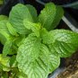 Live plant from US - Kentucky Colonel Mint Plant Tree plant - rooted