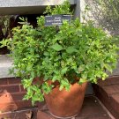 Live plant from US - Jim's Candy Lemon Lime Mint - Hybrid Westerfield Plant Tree plant - rooted