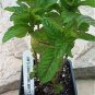 Live plant from US - Jim's Candy Lemon Lime Mint - Hybrid Westerfield Plant Tree plant - rooted