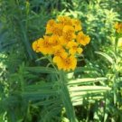 Live plant from US - Winter Tarragon - Culinary Perennial Herb Plant Tree plant - rooted
