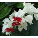 Live plant from US - Live Plant Bleeding Heart Clerodendrum - Dicentra spectabilis 2 to 3 feet