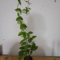 Live plant from US - Live Plant Bleeding Heart Clerodendrum - Dicentra spectabilis 2 to 3 feet