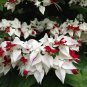 Live plant from US - Live Plant Bleeding Heart Clerodendrum - Dicentra spectabilis 2 to 3 feet