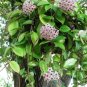 Green Hoya Carnosa Live Plant - Wax Porcelain Flowers 5" in 3" pot
