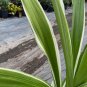 Live Plant Giant Crinum Asiaticum Spider Lily 12 to 15" Crinum Lily Variegated