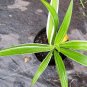 Live Plant Giant Crinum Asiaticum Spider Lily 12 to 15" Crinum Lily Variegated