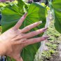 Live Plant Philodendron Giganteum XLarge 3 leaves per cutting