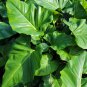 Live Plant Philodendron Giganteum XLarge 3 leaves per cutting