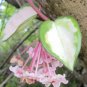 Live Plant Hoya Carnosa Variegated Tricolor Hoya Krimson Princess 4" pot