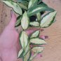Live Plant Hoya Carnosa Variegated Tricolor Hoya Krimson Princess 4" pot