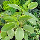 Live Plant Variegated Teardrop Peperomia 4" Pot