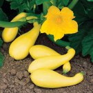 SUMMER YELLOW SQUASH - 10 FRESH SEEDS FROM US