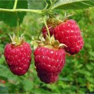 20 RED RASPBERRY - FRESH SEEDS FROM US