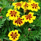 FRENCH MARIGOLD DAINTY MARIETTA (DWARF) 75 - FRESH SEEDS FROM US