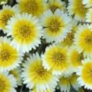 TIDY TIPS FLOWER - 100 FRESH SEEDS FROM US