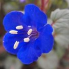 CALIFORNIA BLUEBELL FLOWER BLUEBELL - 50 FRESH SEEDS FROM US