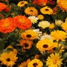 CALENDULA PACIFIC BEAUTY MIX FLOWER - 50 FRESH SEEDS FROM US