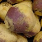 FRESH RUTABAGA AMERICAN PURPLE - 100 FRESH SEEDS FROM US