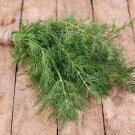 DILL HERB  - 25 FRESH SEEDS FROM US