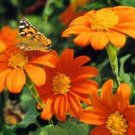 MEXICAN TORCH SUNFLOWER - 25FRESH SEEDS FROM US