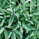SAGE FRESH HERB  - 5 FRESH SEEDS FROM US