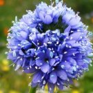 GLOBE GILIA FLOWER - 100 FRESH SEEDS FROM US