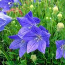 BALLOON BLUE FLOWER - 20 FRESH SEEDS FROM US
