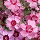 COTTAGE PINKS FLOWER - 50 FRESH SEEDS FROM US