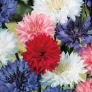 FRESH BACHELOR BUTTON "POLKA DOT" - 100 FRESH SEEDS FROM US