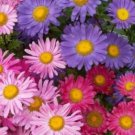 SINGLE MIX ASTER FLOWER - 50 FRESH SEEDS FROM US