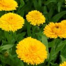 CALENDULA GOLDEN EMPEROR FLOWER - 50 FRESH SEEDS FROM US