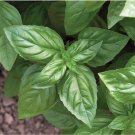 BASIL VEGETABLE - 25 FRESH SEEDS FROM US