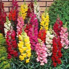 SNAPDRAGON FLOWER - 25 FRESH SEEDS FROM US