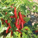 CAYENNE PEPPERS VEGETABLES - 10 FRESH SEEDS FROM US
