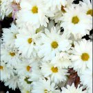 White Lar Dual Daisy Seeds FROM Bellfarm® - 500 Seeds
