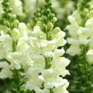 Tall White Snapdragon Seeds FROM Bellfarm® - 500 Seeds