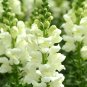 Tall White Snapdragon Seeds FROM Bellfarm® - 500 Seeds