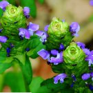 Self Heal Seeds FROM Bellfarm® - 50 Seeds