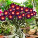 Brown Black Adenium Desert Rose with Fire Red Heart Flower, 2 seeds FRESH SEED