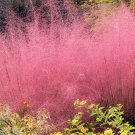 Bellfarm® Pink Muhly Grass 50 seeds - FRESH SEED