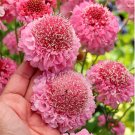 Bellfarm® Scabiosa Atropurpurea _Salmon Pink_ 50 seeds - FRESH SEED