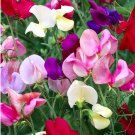 Bellfarm® Mixed Tall Sweet Pea 100 Seeds - FRESH SEED