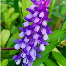 Bellfarm® Purple Hairy Vetch 100 Seeds - FRESH SEED