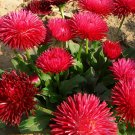 Bellfarm® Red Lar Daisy 500 Seeds - FRESH SEED
