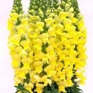 Bellfarm® Tall Dark Yellow Snapdragon 500 Seeds - FRESH SEED