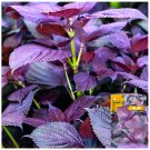 Aromatic Purple Perfection Dual-Sided Shiso 1000 Seeds - FRESH SEED