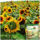 Bellfarm® Bi-Colour Sunflower 50 Seeds (90cm Tall) - FRESH SEED