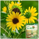 Gold Rush Sunflower 50 Seeds (120cm Tall) - FRESH SEED