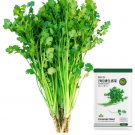 Jingyan® Fast-growing Coriander 10 grams Seeds - FRESH SEED