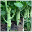 Jingyan® Huge Stem Gai Lan 5 grams Seeds - FRESH SEED
